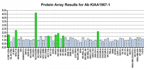 Click to enlarge image Protein Array in which CPTC-KIAA1967-1 is screened against the NCI60 cell line panel for expression. Data is normalized to a mean signal of 1.0 and standard deviation of 0.5. Color conveys over-expression level (green), basal level (blue), under-expression level (red).