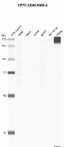Click to enlarge image Automated western blot using CPTC-CEACAM8-2 as primary antibody against A549 (lane 2), HeLa (lane 3), Jurkat (lane 4), MCF7 (lane 5), H226 (lane 6), and PBMC (lane 7) whole cell lysates.  Expected molecular weight - 38.2 kDa.  Molecular weight standards are also included (lane 1).