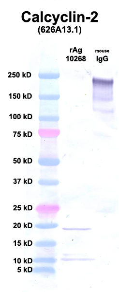 Click to enlarge image Western Blot using CPTC-Calcyclin-2 as primary Ab against Ag 10268 (lane 2). Also included are molecular wt. standards (lane 1) and mouse IgG as positive control (lane 3).