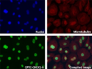 Click to enlarge image Immunofluorescence staining of human cell line MCF10A with CPTC-CHEK1-6 Ab shows localization to the nucleus, cytoskeleton, other.