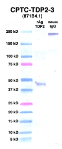 Click to enlarge image Western Blot using CPTC-TDP2-3 as primary Ab against TDP2 (rAg 00005) (lane 2). Also included are molecular wt. standards (lane 1) and mouse IgG control (lane 3).