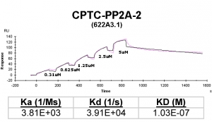 Click to enlarge image Kinetic titration data for PP2A-2 Ab (622A3.1) using Biacore SPR method
