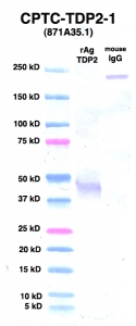Click to enlarge image Western Blot using CPTC-TDP2-1 as primary Ab against TDP2 (rAg 00005) (lane 2). Also included are molecular wt. standards (lane 1) and mouse IgG control (lane 3).