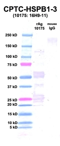 Click to enlarge image Western Blot using CPTC-HSPB1-3 as primary Ab against rAg 10175 (HSPB1) (lane 2). Also included are molecular wt. standards (lane 1) and mouse IgG as control for goat anti-mouse HRP secondary binding (lane 3).
