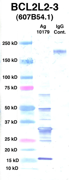 Click to enlarge image Western Blot using CPTC-BCL2L2-3 as primary Ab against Ag 10179 (lane 2). Also included are molecular wt. standards (lane 1) and mouse IgG control (lane 3).