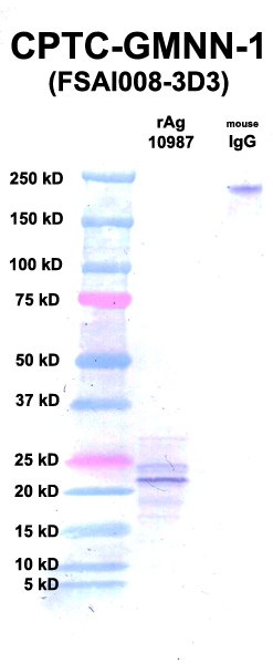 Click to enlarge image Western Blot using CPTC-GMNN-1 as primary Ab against GMNN (Ag 10987) (lane 2). Also included are molecular wt. standards (lane 1) and mouse IgG control (lane 3).