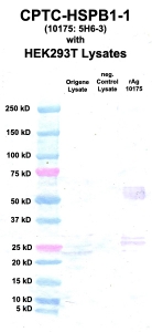 Click to enlarge image Western Blot using CPTC-HSPB1-1 as primary Ab against cell lysate from transiently overexpressed HEK293T cells form Origene (lane 2). Also included are molecular wt. standards (lane 1), lysate from non-transfected HEK293T cells as neg control (lane 3) and recombinant Ag HSPB1 (NCI 10175) in (lane 4).
