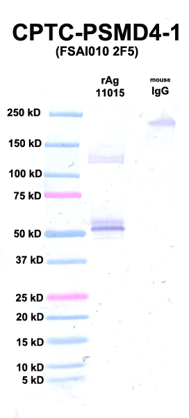 Click to enlarge image Western Blot using CPTC-PSMD4-1 as primary Ab against rAg 11015 (PSMD4) (lane 2). Also included are molecular wt. standards (lane 1) and mouse IgG as control for goat anti-mouse HRP secondary binding (lane 3).
