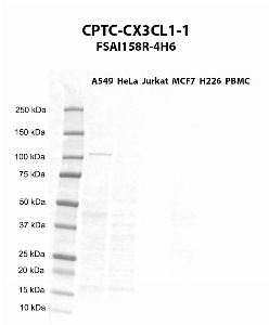 Click to enlarge image Western blot using CPTC-CX3CL1-1 as primary antibody against A549 (lane 2), HeLa (lane 3), Jurkat (lane 4), MCF7 (lane 5), H226 (lane 6), and PBMC (lane 7) whole cell lysates.  Expected molecular weight - 42.2 kDa.  Molecular weight standards are also included (lane 1). A549 is presumed positive. All other cell lines are negative. Target protein is subject to glycosylation which can affect the migration in electrophoresis. This can make the target appear as a higher molecular weight protein.