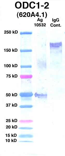 Click to enlarge image Western Blot Using CPTC-ODC1-2 as primary Ab against Ag 10532(Lane 2). Also included are Molecular Weight markers (Lane 1) and mouse IgG positive control (Lane 3).