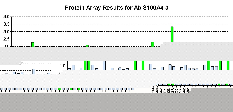 Click to enlarge image Protein Array in which CPTC-S100A4-3  is screened against the NCI60 cell line panel for expression. Data is normalized to a mean signal of 1.0 and standard deviation of 0.5. Color conveys over-expression level (green), basal level (blue), under-expression level (red).