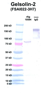 Click to enlarge image Western Blot using CPTC-Gelsolin-2 as primary Ab against Gelsolin (rAg 10594) in lane 2. Also included are molecular wt. standards (lane 1) and mouse IgG control (lane 3).