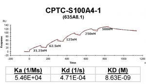 Click to enlarge image Kinetic titration data for S100A4-1 Ab (635A8.1) using Biacore SPR method