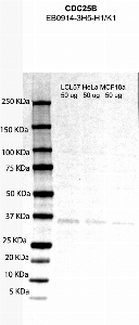 Click to enlarge image Western Blot using CPTC-CDC25B-1  as primary antibody against cell lysates LCL57 (lane 2), HeLa (lane 3) and MCF10A (lane 4). Also included are molecular weight standard (lane 1)
