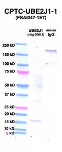 Click to enlarge image Western Blot using CPTC-UBE2J1-1 as primary Ab against UBE2J1 (rAg 00013) (lane 2). Also included are molecular wt. standards (lane 1) and mouse IgG control (lane 3).