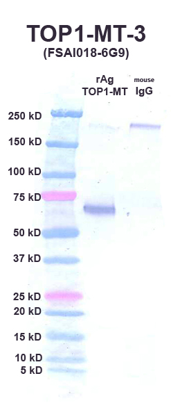 Click to enlarge image Western Blot using CPTC-TOP1-3 as primary Ab against recombinant topoisomerase1 MT (lane 2). Also included are molecular wt. standards (lane 1) and mouse IgG control (lane 3).