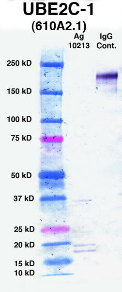 Click to enlarge image Western Blot using CPTC-UBE2C-1 as primary Ab against Ag 10213 (lane 2). Also included are molecular wt. standards (lane 1) and mouse IgG control (lane 3).
