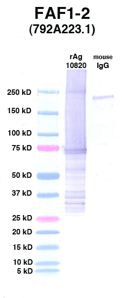 Click to enlarge image Western Blot using CPTC-FAF1-2 as primary Ab against FAF1 (rAg 10820) in lane 2. Also included are molecular wt. standards (lane 1) and mouse IgG control (lane 3).