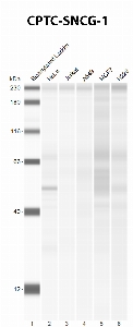 Click to enlarge image Automated Western Blot using CPTC-SNCG-1 as primary Ab against cell lysate from HeLa, Jurkat, A549, MCF7 and H226 cells (lane 2-6). Also included are molecular wt. standards (lane 1). Expected MW is 13 KDa. Colorimetric detection. Negative for all cell lines.