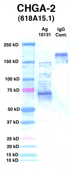 Click to enlarge image Western Blot using CPTC-CHGA-2 as primary Ab against Ag 10131 (lane 2). Also included are molecular wt. standards (lane 1) and mouse IgG control (lane 3).