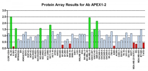 Click to enlarge image Protein Array in which CPTC-APEX1-2 is screened against the NCI60 cell line panel for expression. Data is normalized to a mean signal of 1.0 and standard deviation of 0.5. Color conveys over-expression level (green), basal level (blue), under-expression level (red).