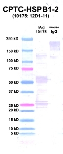 Click to enlarge image Western Blot using CPTC-HSPB1-2 as primary Ab against rAg 10175 (HSPB1) (lane 2). Also included are molecular wt. standards (lane 1) and mouse IgG as control for goat anti-mouse HRP secondary binding (lane 3).