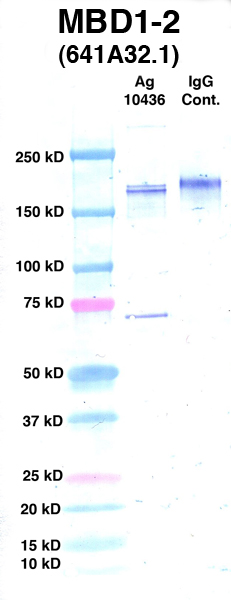 Click to enlarge image Western Blot using CPTC-MBD1-2 as primary Ab against Ag 10436 (lane 2). Also included are molecular wt. standards (lane 1) and mouse IgG control (lane 3).