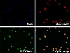 Click to enlarge image Immunofluorescence staining of human cell line LCL57 with CPTC-CDK1-1 Ab shows localization to the mitochondrion, nucleus, cytoskeleton, other.