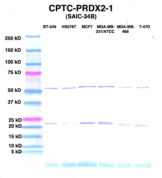 Click to enlarge image Western Blot using CPTC-PRDX2-1 as primary Ab against lysates from six breast cancer cell lines from the NCI60 cell line collection (lanes 2-7). Also included are molecular wt. standards (lane 1).