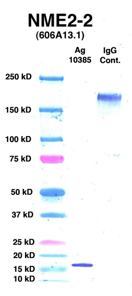 Click to enlarge image Western Blot Using CPTC-NME2-2 as primary Ab against Ag 10385(Lane 2). Also included are Molecular Weight markers (Lane 1) and mouse IgG positive control (Lane 3).