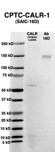 Click to enlarge image Western Blot using CPTC-CALR-1 as primary Ab against HEK293T cell lysate containing CALR (from Origene) in lane 2. Also included are molecular wt. standards (lane 1) and the CALR-1 Ab as the IgG control (lane 3).