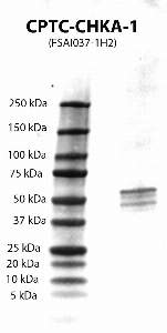 Click to enlarge image Western Blot using CPTC-CHKA-1 as primary Ab against CHKA (rAg 00008) (lane 2). Also included are molecular wt. standards (lane 1).