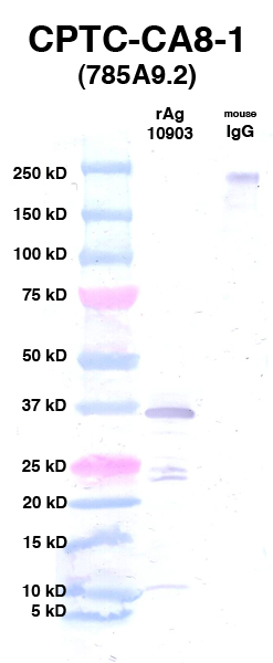Click to enlarge image Western Blot using CPTC-CA8-1 as primary Ab against Ag 10903 (lane 2). Also included are molecular wt. standards (lane 1) and mouse IgG control (lane 3).