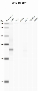 Click to enlarge image Automated western blot using CPTC-TNFSF9-1 as primary antibody against A549 (lane 2), HeLa (lane 3), Jurkat (lane 4), MCF7 (lane 5), H226 (lane 6), and PBMC (lane 7) whole cell lysates.  Expected molecular weight - 26.6 kDa.  Molecular weight standards are also included (lane 1).