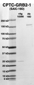 Click to enlarge image Western Blot using CPTC-GRB2-1 as primary Ab against full-length recombinant Ag 10390 (lane 2). Also included are molecular wt. standards (lane 1) and the GRB2-1 Ab as positive control (lane 3).