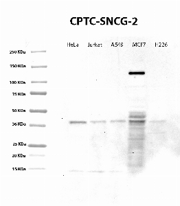 Click to enlarge image Western Blot using CPTC-SNCG-2 as primary Ab against cell lysate from HeLa, Jurkat, A549, MCF7 and H226 cells (lane 2-6). Also included are molecular wt. standards (lane 1). Expected MW is 13 KDa. ECL detection. Positive for cell lines HeLa, Jurkat, A549 and MCF7.