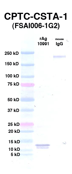 Click to enlarge image Western Blot using CPTC-CSTA-1 as primary Ab against rAg 10991 (CSTA) (lane 2). Also included are molecular wt. standards (lane 1) and mouse IgG as control for goat anti-mouse HRP secondary binding (lane 3).