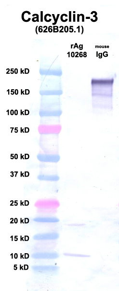 Click to enlarge image Western Blot using CPTC-Calcyclin-3 as primary Ab against Ag 10268 (lane 2). Also included are molecular wt. standards (lane 1) and mouse IgG as a positive control (lane 3).