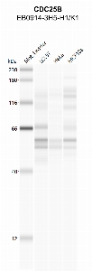 Click to enlarge image Automated Western Blot using CPTC-CDC25B-1 as primary antibody against cell lysates LCL57 (lane 2), HeLa (lane 3) and MCF10A (lane 4). Also included are molecular weight standard (lane 1)