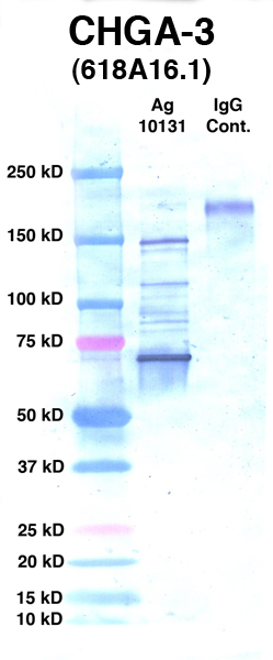 Click to enlarge image Western Blot using CPTC-CHGA-3 as primary Ab against Ag 10131 (lane 2). Also included are molecular wt. standards (lane 1) and mouse IgG control (lane 3).