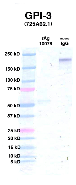 Click to enlarge image Western Blot using CPTC-GPI-3 as primary Ab against Ag 10078 (lane 2). Also included are molecular wt. standards (lane 1) and mouse IgG control (lane 3).
