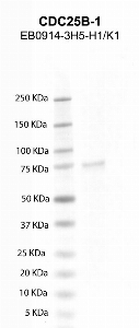 Click to enlarge image Western Blot using CPTC-CDC25B-1 as primary antibody against CDC25B recombinant protein (lane 2). Also included are molecular weight standard (lane 1)