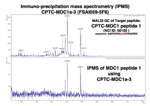 Click to enlarge image Immuno-Precipitation Mass Spectrometry using CPTC-MDC1-3 antibody with CPTC-MDC1 peptide 1 (phosphorylated) as the target antigen. 