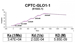 Click to enlarge image Kinetic titration data for GLO1-1 Ab (615A3.1) using Biacore SPR method