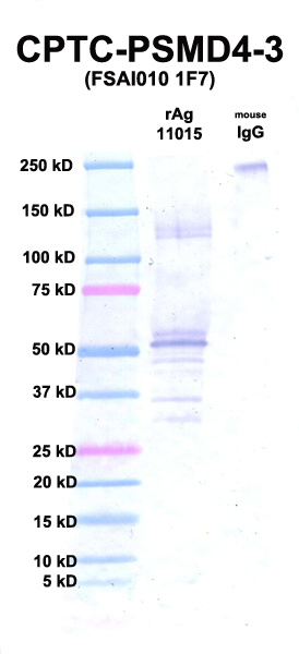 Click to enlarge image Western Blot using CPTC-PSMD4-3 as primary Ab against rAg 11015 (PSMD4) (lane 2). Also included are molecular wt. standards (lane 1) and mouse IgG as control for goat anti-mouse HRP secondary binding (lane 3).