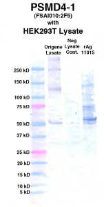 Click to enlarge image Western Blot using CPTC-PSMD4-1 as primary Ab against cell lysate from transiently overexpressed HEK293T cells form Origene (lane 2). Also included are molecular wt. standards (lane 1), lysate from non-transfected HEK293T cells as neg control (lane 3) and recombinant Ag PSMD4 (NCI 11015) in (lane 4). 