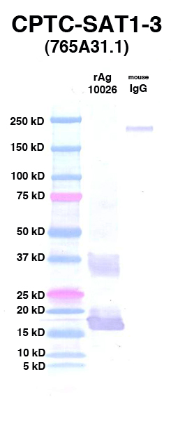 Click to enlarge image Western Blot using CPTC-SAT1-3 as primary Ab against rAg 10026 (lane 2). Also included are molecular wt. standards (lane 1) and mouse IgG control (lane 3). 