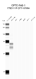 Click to enlarge image Automated western blot using CPTC-FAS-1 as primary antibody against buffy coat (lane 2), HeLa (lane 3), Jurkat (lane 4), A549 (lane 5), MCF7 (lane 6), and H226 (lane 7) whole cell lysates.  Expected molecular weight - 37.7 kDa, 11.4 kDa, 9.4 kDa, 16.6 kDa, 14.6 kDa, 35.4 kDa, 24.8 kDa. Buffy coat is positive. All cell lines are negative.  Molecular weight standards are also included (lane 1).