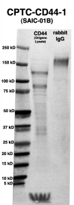 Click to enlarge image Western Blot using CPTC-CD44-1 as primary Ab against HEK293T cell lysate containing CD44 (from Origene) in lane 2. Also included are molecular wt. standards (lane 1) and the CD44-1 Ab as the IgG control (lane 3).