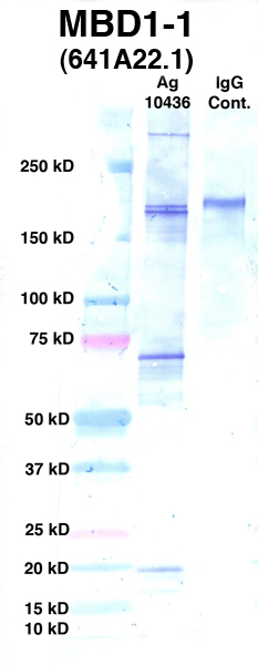 Click to enlarge image Western Blot using CPTC-MBD1-1 as primary Ab against Ag 10436 (lane 2). Also included are molecular wt. standards (lane 1) and mouse IgG control (lane 3).